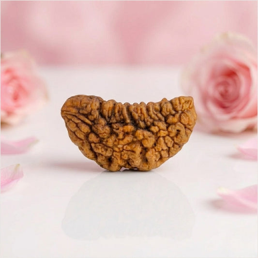 Natural 1 Mukhi Rudraksha Beads AAA Premium Quality