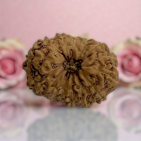 Natural 14 Mukhi Rudraksha