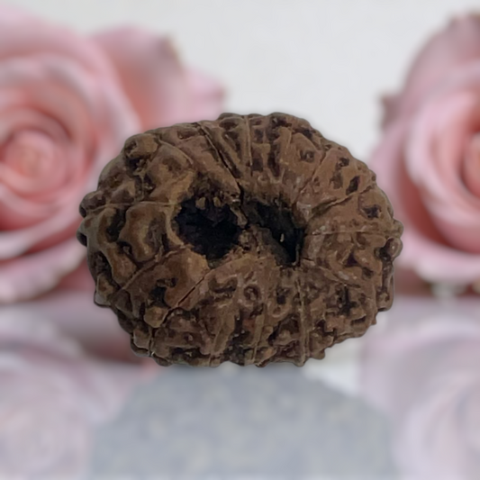 Natural 14 Mukhi Rudraksha