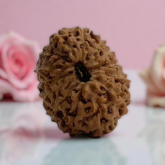 Natural 14 Mukhi Rudraksha