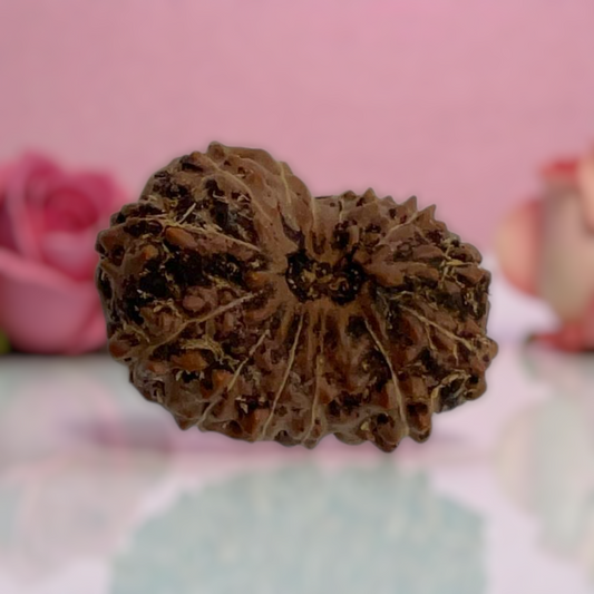 Natural 14 Mukhi Rudraksha