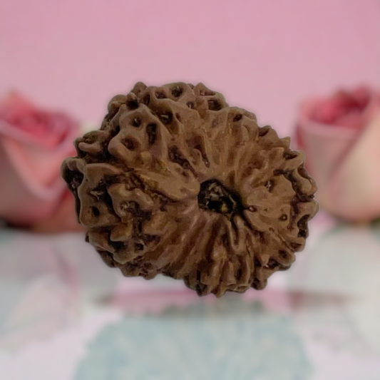 Natural 14 Mukhi Rudraksha