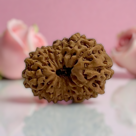 Natural 14 Mukhi Rudraksha