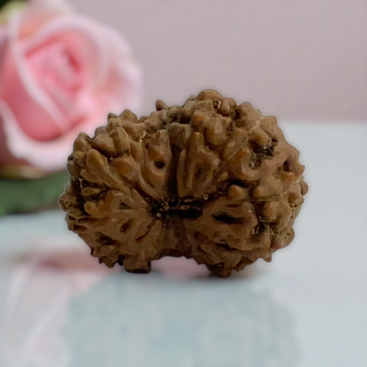 Natural 14 Mukhi Rudraksha