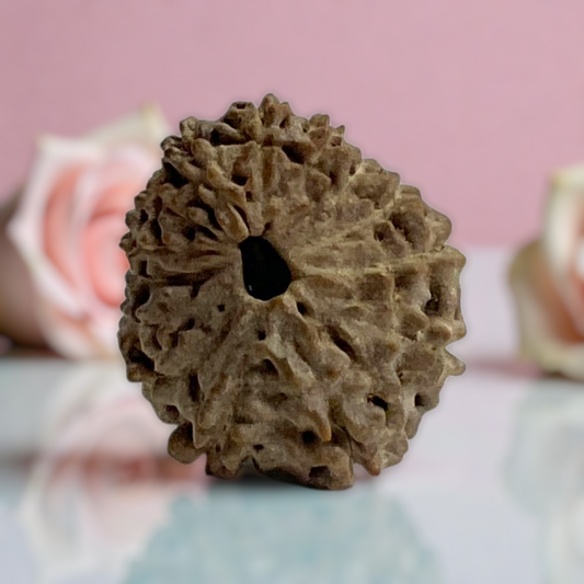 Natural 14 Mukhi Rudraksha
