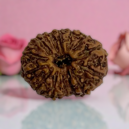 Natural 14 Mukhi Rudraksha