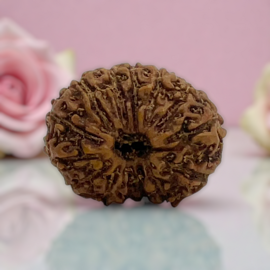 Natural 14 Mukhi Rudraksha