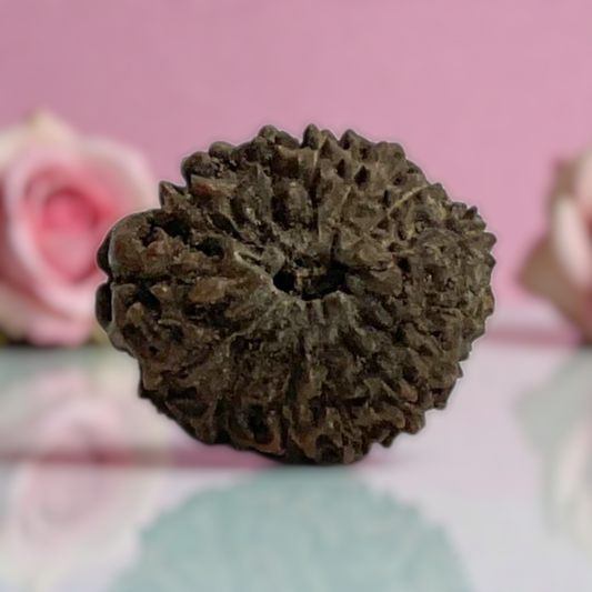 Natural 14 Mukhi Rudraksha