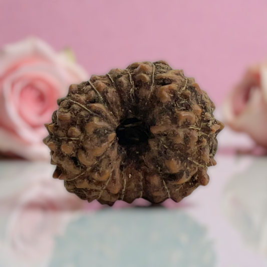 Natural 14 Mukhi Rudraksha