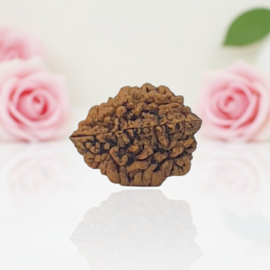 Natural 2 Mukhi Rudraksha AA Premium Quality
