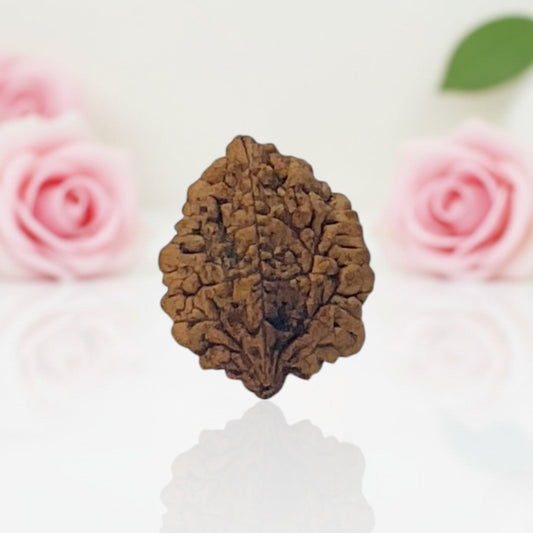 Natural 2 Mukhi Rudraksha AA Premium Quality