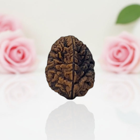 Natural 2 Mukhi Rudraksha A Premium Quality