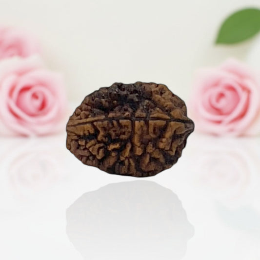 Natural 2 Mukhi Rudraksha A Premium Quality