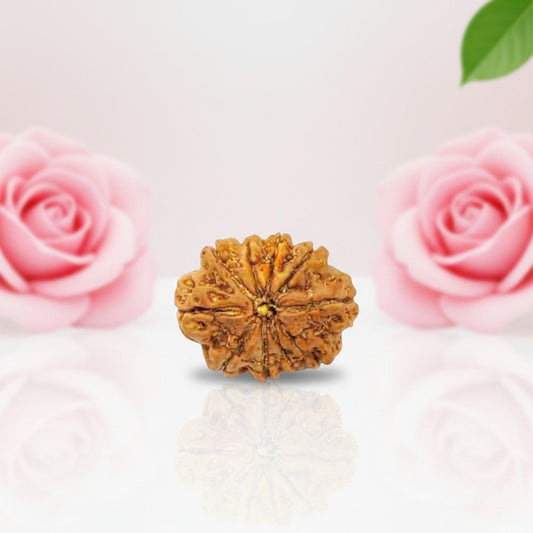 Natural 10 Mukhi Rudraksha Bead