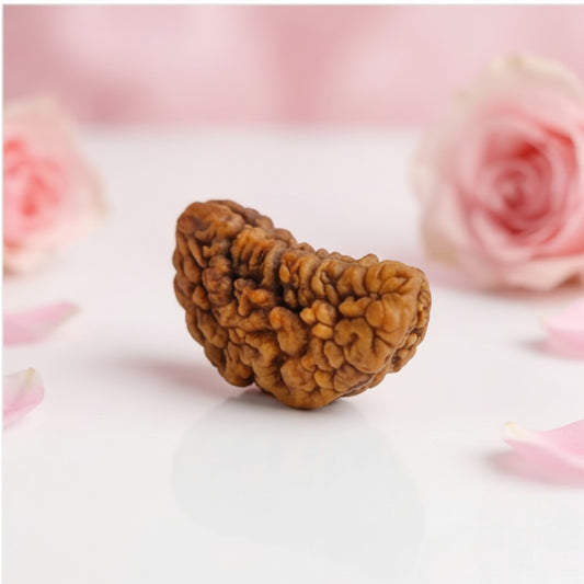 Natural 1 Mukhi Rudraksha Beads