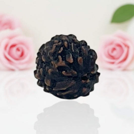 Natural 3 Mukhi Rudraksha Beads A Premium Quality