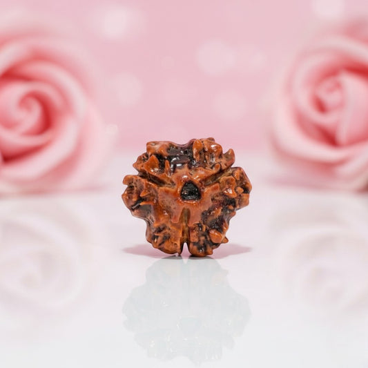 Natural 3 Mukhi Rudraksha Beads