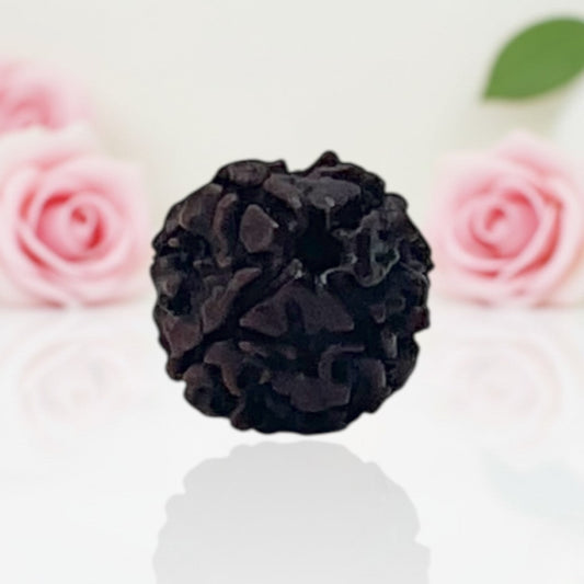 Natural 4 Mukhi Rudraksha Beads A Premium Quality