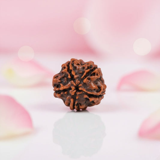 Natural 5 Mukhi Rudraksha Beads AAA Premium Quality