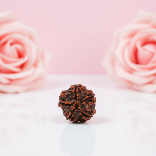 Natural 5 Mukhi Rudraksha Beads AAA Premium Quality