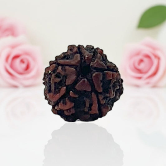 Natural 6 Mukhi Rudraksha Beads A Premium Quality