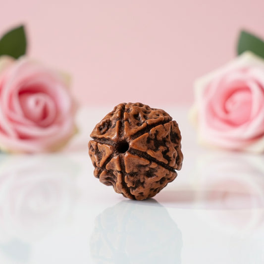 Natural 6 Mukhi Rudraksha Beads AAA Premium Quality