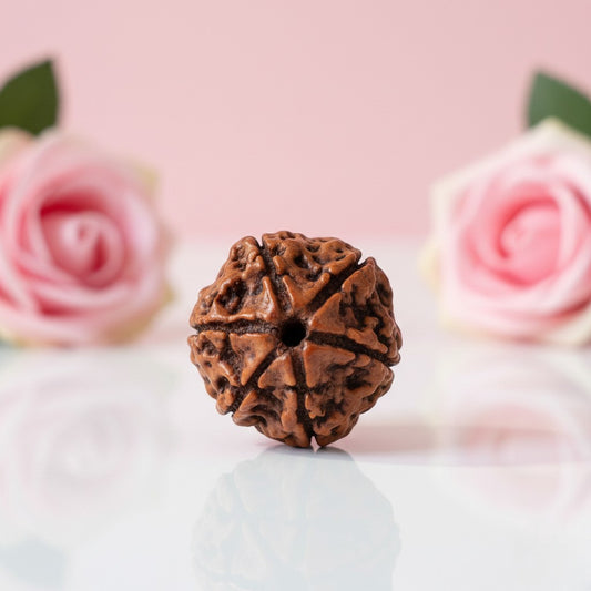 Natural 6 Mukhi Rudraksha Beads AAA Premium Quality
