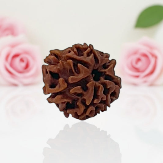 Natural 7 Mukhi Rudraksha Beads AA Premium Quality