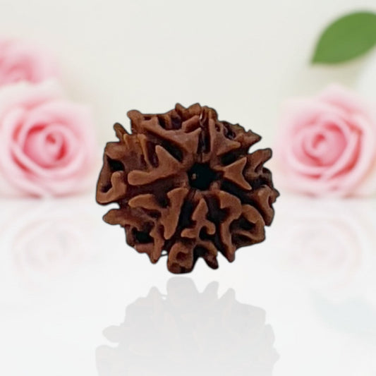 Natural 7 Mukhi Rudraksha Beads AA Premium Quality