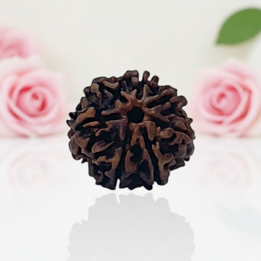 Natural 7 Mukhi Rudraksha Beads A Premium Quality