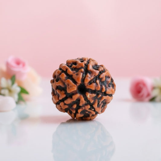 Natural 7 Mukhi Rudraksha Beads