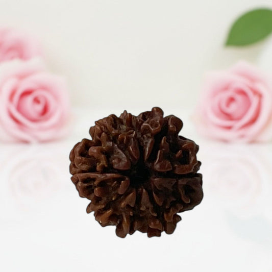 Natural 8 Mukhi Rudraksha Beads