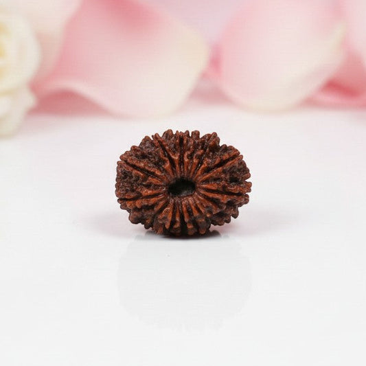 Natural 13 Mukhi Rudraksha Bead