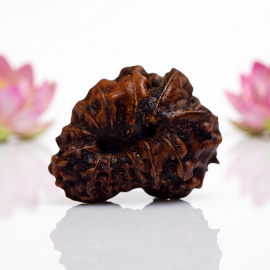 Natural 14 Mukhi Rudraksha Beads