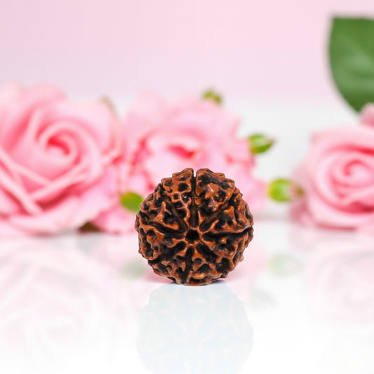 Natural 8 Mukhi Rudraksha Beads AA Premium Quality