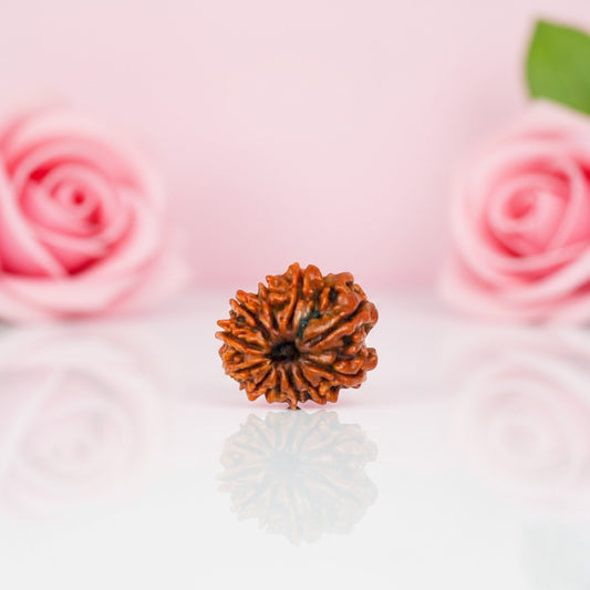Natural 11 Mukhi Rudraksha Beads