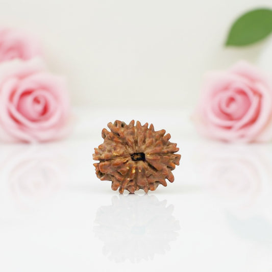 Natural 10 Mukhi Rudraksha Beads A Premium Quality