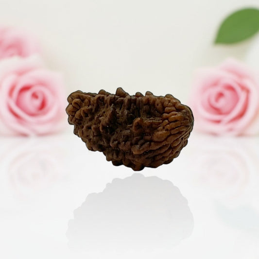 Natural 1 Mukhi Rudraksha Beads  A Premium Quality