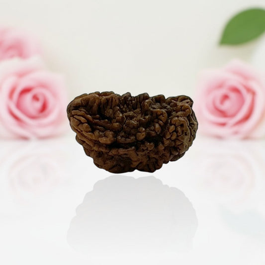 Natural 1 Mukhi Rudraksha Beads  A Premium Quality