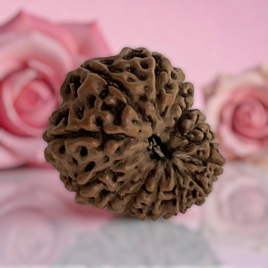 Natural 14 Mukhi Rudraksha