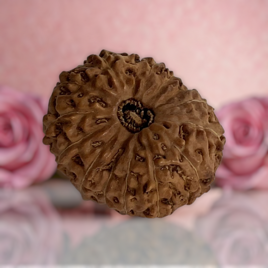 Natural 14 Mukhi Rudraksha