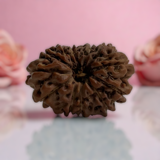 Natural 14 Mukhi Rudraksha