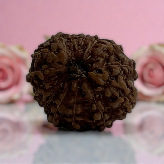 Natural 14 Mukhi Rudraksha