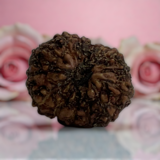 Natural 14 Mukhi Rudraksha