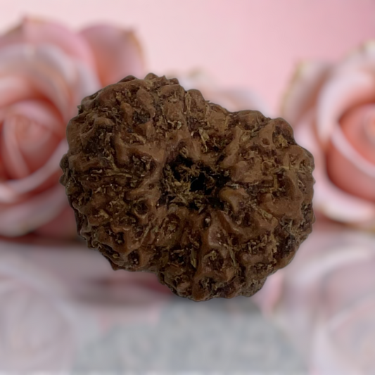 Natural 14 Mukhi Rudraksha