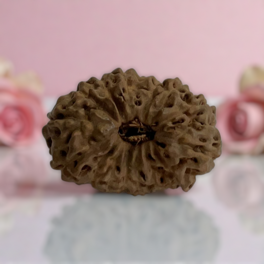 Natural 14 Mukhi Rudraksha