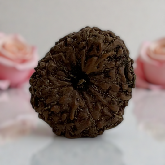 Natural 14 Mukhi Rudraksha