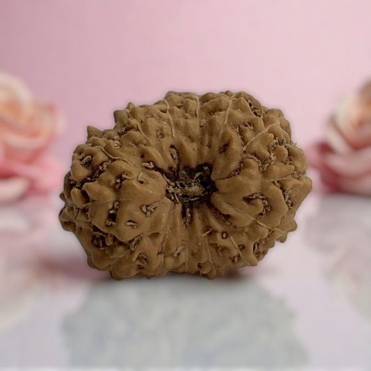 Natural 14 Mukhi Rudraksha