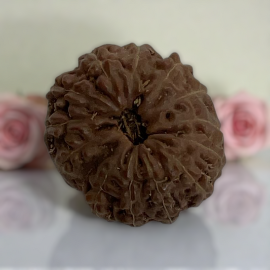 Natural 14 Mukhi Rudraksha