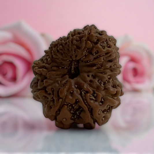 Natural 14 Mukhi Rudraksha